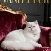 Personalisiertes Katzenposter "Vanity Fur" - Exklusives Luxus-Magazin-Cover