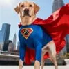 Personalisiertes Hundeposter "Superheld" - Helden-Motiv