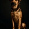 Personalisiertes Hundeposter "Studio" - Professionelles Foto-Shooting