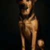 Personalisiertes Hundeposter "Studio" - Professionelles Foto-Shooting